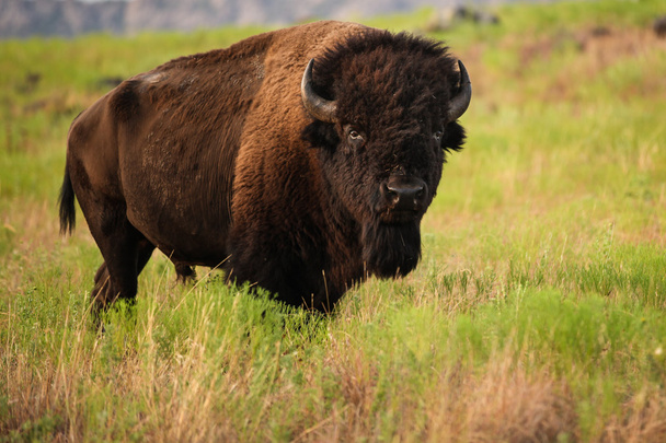Bison Bull caminando a través de una pradera
 - Foto, Imagen