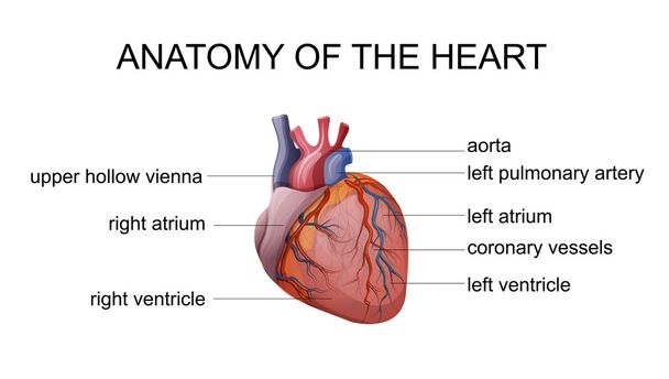 anatomie du cœur
 - Vecteur, image