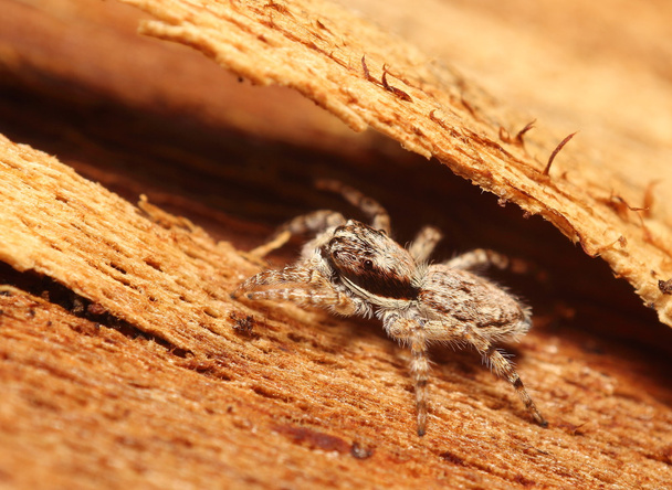Small jumping spider - Photo, Image
