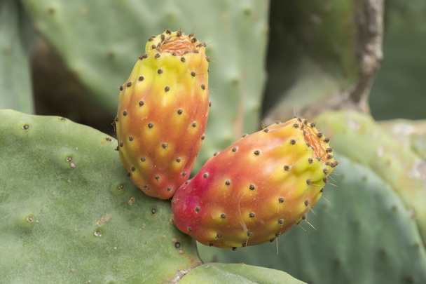 Cactaceae, Opuntia, peras espinhosas
 - Foto, Imagem