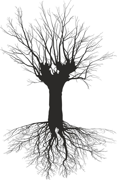 Vieil arbre à feuilles caduques aux racines
 - Vecteur, image