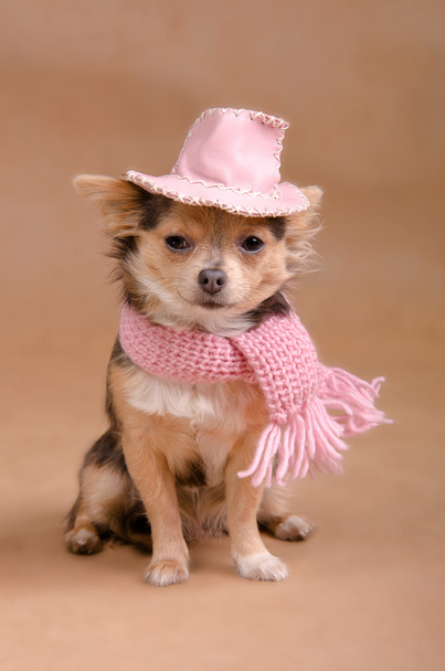 Glamorous chihuahua puppy wearing pink hat and scarf - Foto, Imagen