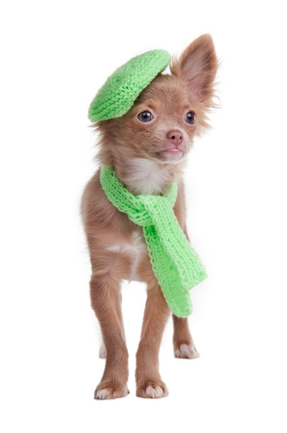 Chihuahua puppy wearing beret and scarf - Photo, Image