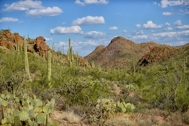 Desert mountain landscape - Photo, Image