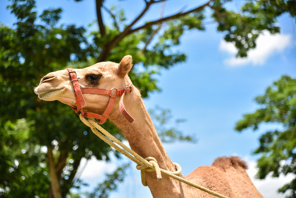 Camel gezicht in park zonnige dag - Foto, afbeelding