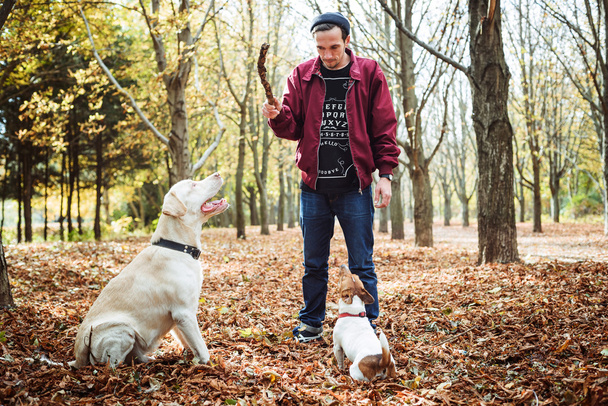 Mies leikkii koirien kanssa puistossa. Valkoihoinen mies kävelee koirien kanssa syksyllä puistossa
 - Valokuva, kuva