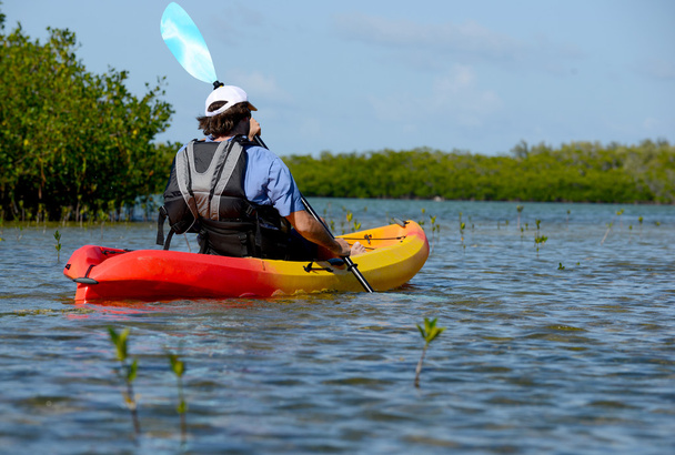 Kayak uomo nella baia di Florida con mangrovie
 - Foto, immagini