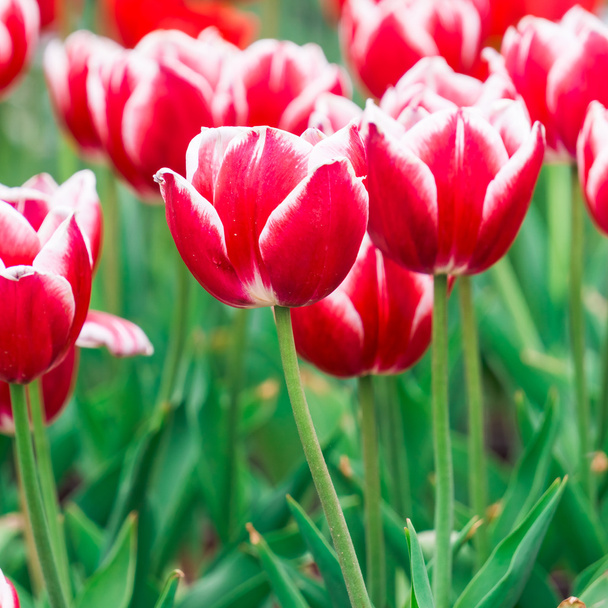 Tulip. Beautiful bouquet of tulips. colorful tulips. tulips in spring,colourful tulip - Φωτογραφία, εικόνα