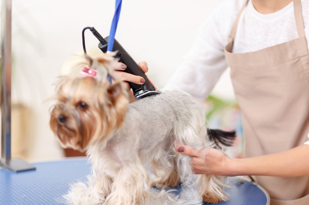 Yorkshire terrier is being trimmed - 写真・画像