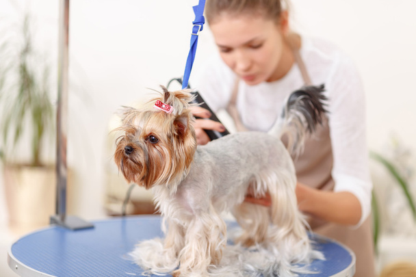 Yorkshire terrier in the process of grooming. - Photo, Image
