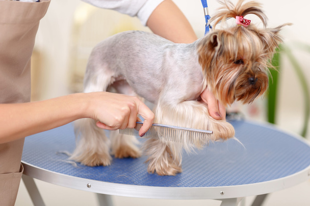 Yorkshire purebred dog is being groomed. - Fotó, kép