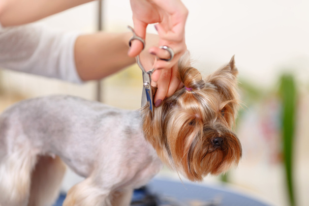 Yorkshire terrier in the process of changing pet hairstyle. - Fotoğraf, Görsel