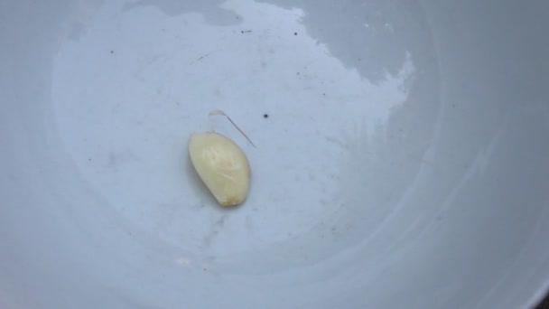 wooden pestle pounding garlic - Video, Çekim
