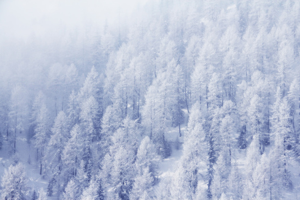 Winter forest in mountains - Φωτογραφία, εικόνα