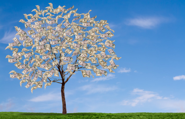 Money tree on blue sky, and grassy feild - Фото, зображення
