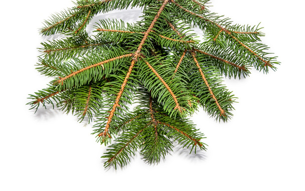 evergreen tree branch isolated on white - Photo, Image
