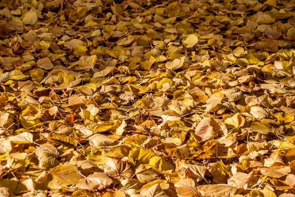 Upadek żółty autumn listowie na ziemi - Zdjęcie, obraz