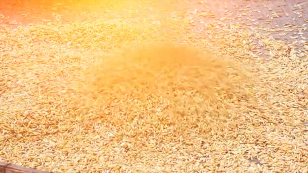 clean rice after drying - Video, Çekim