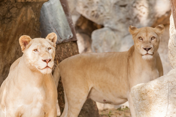 Two lions looking - Zdjęcie, obraz