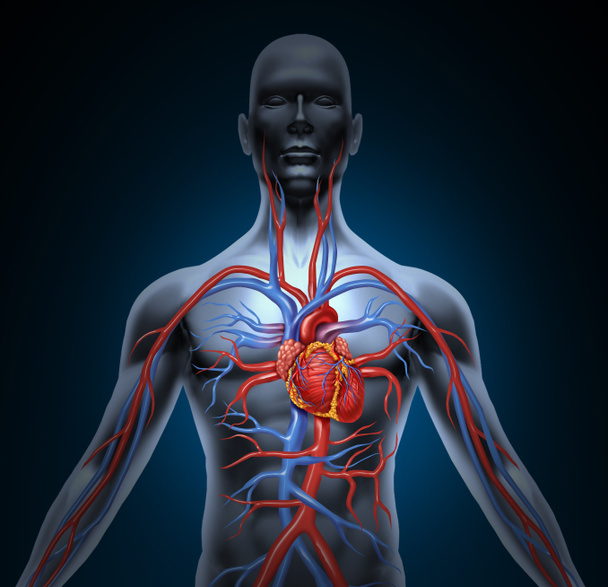 Human Heart Circulation - Foto, imagen