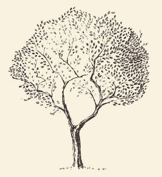 Young olive tree illustration vector hand drawn - Vector, Image