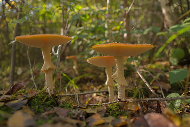 Мухомор гриби у лісі, Мухомор червоний - Фото, зображення