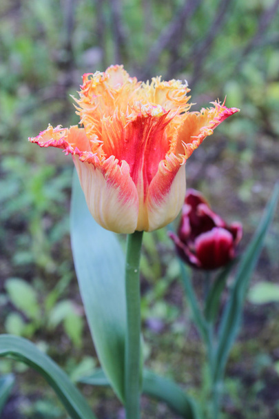 Orange tulip terry - Fotoğraf, Görsel