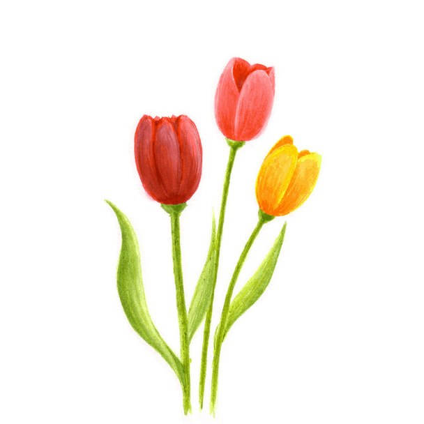Watercolor bouquet of tulips. - Vecteur, image