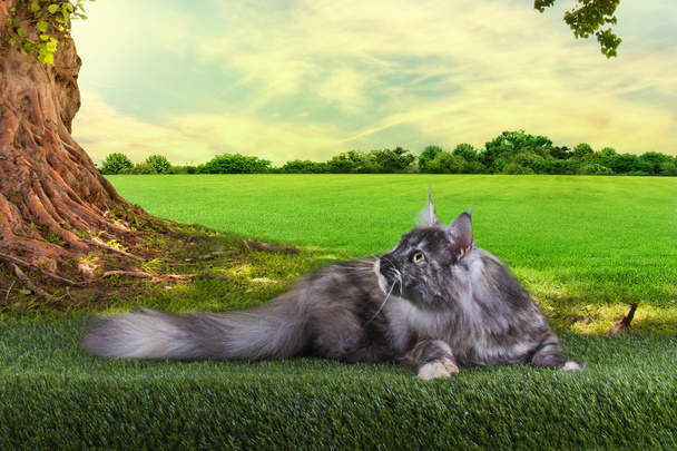 Maine Coon cat hunts summer day - Photo, Image