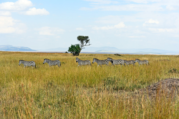 zebra a masai marában - Fotó, kép