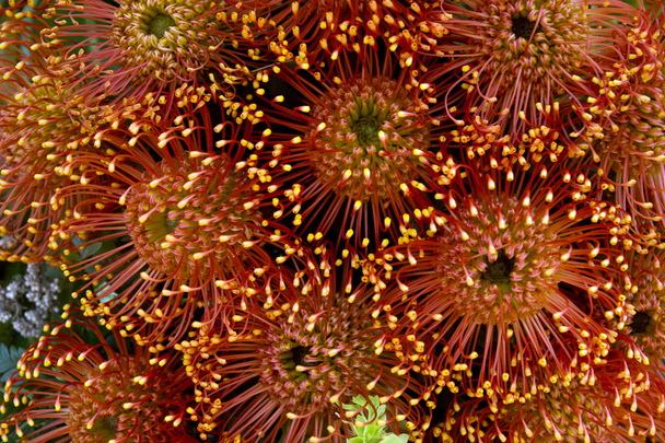 Protea jehelníček květ v plném květu - Fotografie, Obrázek