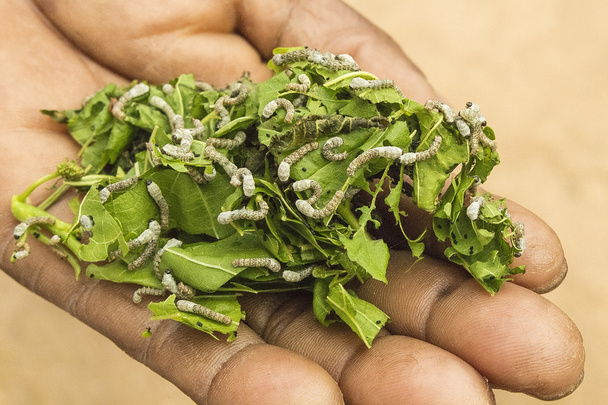 Caterpillars of Silkworm eating green leaves. Life cycle Instar Larva. - Photo, Image