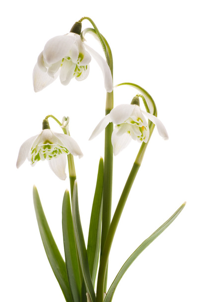 Biały kwiat wiosna przebiśnieg (Galanthus nivalis) - Zdjęcie, obraz