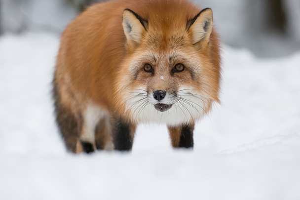 raposa vermelha na neve - Foto, Imagem