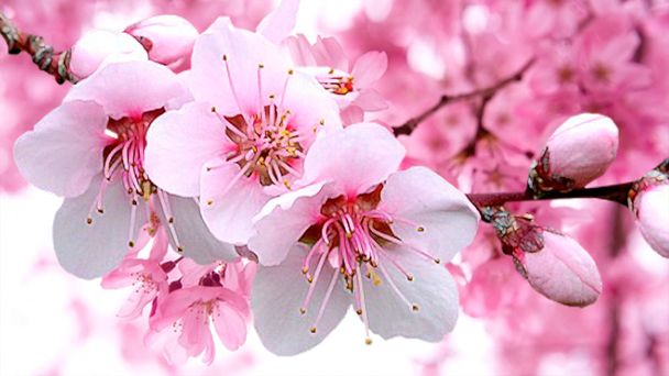 kwitnący sakura na tło zamazane pole - Zdjęcie, obraz