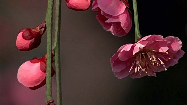 Blooming sakura on the blurred black background - Photo, Image