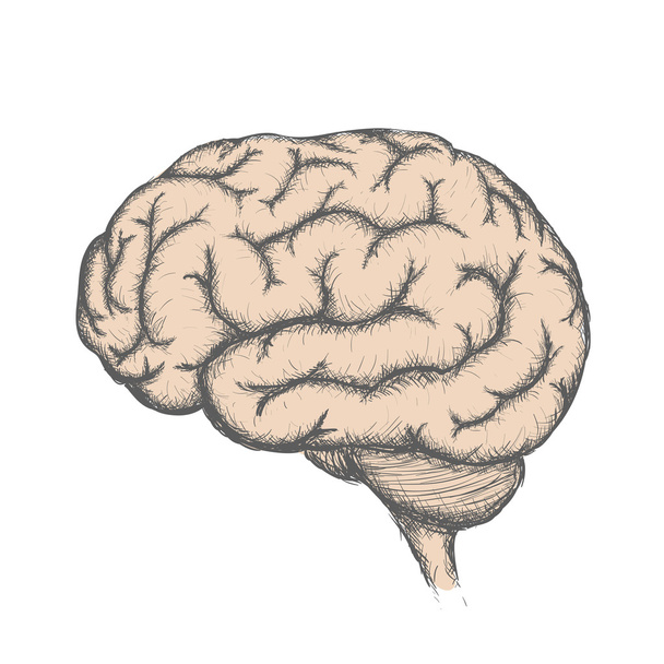 人間の脳。落書き画像 - ベクター画像