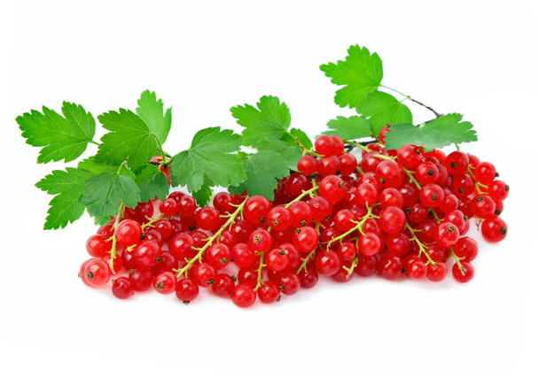 Red currant - Foto, afbeelding
