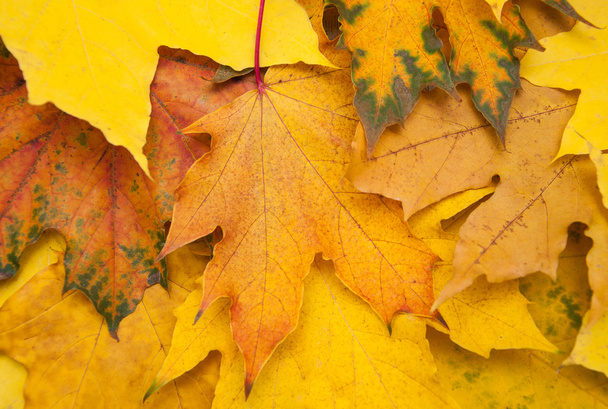 na podzim listy pozadí - Fotografie, Obrázek