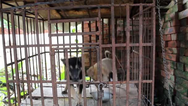 two dogs in a cage - Filmati, video
