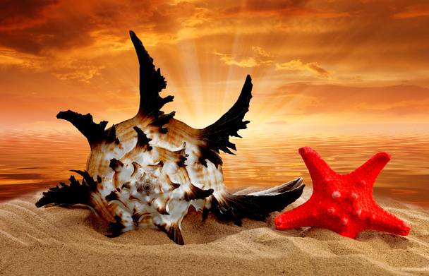 Coque de conque avec étoile de mer
 - Photo, image