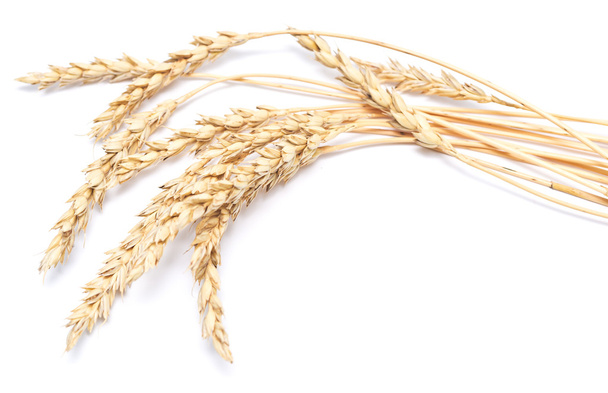 pšenice na bílém pozadí - Fotografie, Obrázek