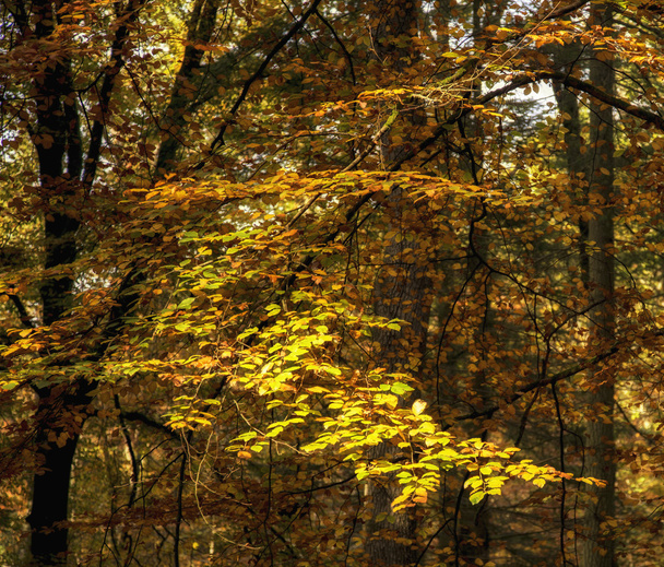 Beautiful vibrant Autumn landscape forest countryside in morning - Fotoğraf, Görsel