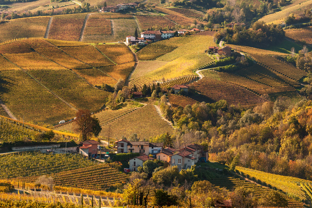 Colorful autumnal vineyards of Piedmont. - Photo, Image