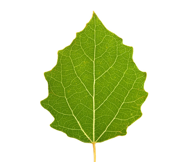 Изолированный зелёный лист - Фото, изображение