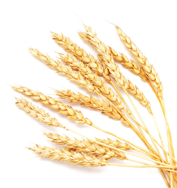 Beyaz buğday - Fotoğraf, Görsel