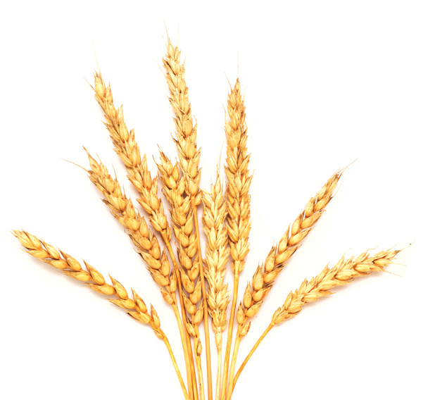Weizen auf Weiß - Foto, Bild