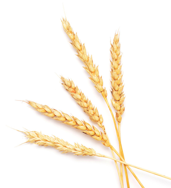 Пшеница на белом
 - Фото, изображение
