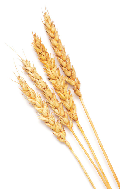 pšenice na bílém pozadí - Fotografie, Obrázek