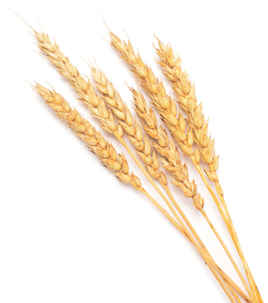 Пшениця на білому
 - Фото, зображення